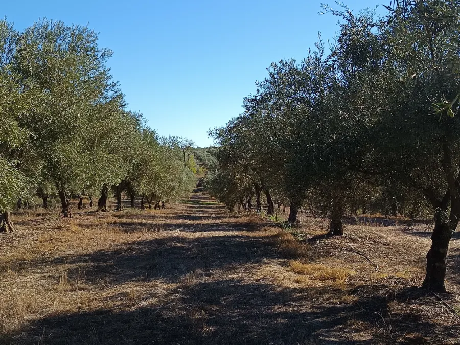 Herdade com olival intensivo